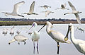 ID composite