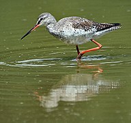 Chevalier arlequin (Tringa erythropus)