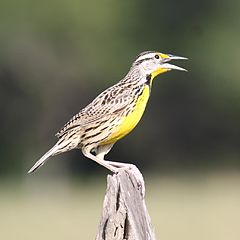 Eastern meadowlark[англ.]