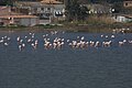 Flamingos on the Étang de Thau, France