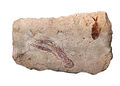 Image 29 Paleontological sites of Lebanon Photo: Mbz1 A plate with fossils of Pseudostacus sp. (lobster, left) and Diplomystus birdii (fish, right), from the Hakel paleontological formation in Lebanon. The paleontological sites of Lebanon contain deposits of some of the best-preserved fossils in the world, and include some species found nowhere else. The most famous of these is the Lebanese lagerstätten of the Late Cretaceous age. More selected pictures