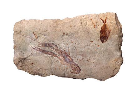Specimen from a palaeontological site of Lebanon at Paleontology in Lebanon, by Mila Zinkova