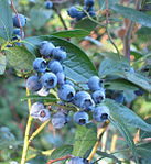 北方高叢藍莓（英语：Vaccinium corymbosum） Blueberry