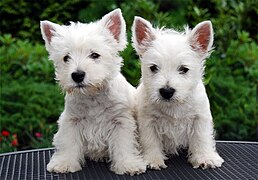 West Highland Terrier pups