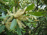 The tree produces sprays of tiny, white, sweetly scented flowers.