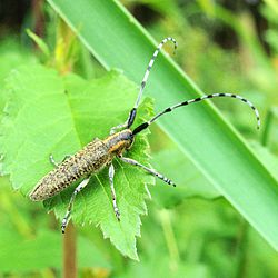 Аґапантія зеленкувата (Agapanthia villosoviridescens De Geer, 1775)