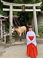 御神馬『いづめ』平成29年7月23日生まれ 和種半血 河原毛 セン馬。川原毛は黄金色に実った稲穂の色として豊作の象徴と考えられている。