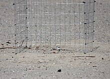 Photograph of a rectangular metal framework placed over a snowy plover sitting on its nest