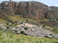 Horses roam in Amud stream, near the Sea of Galilee