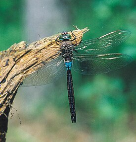 Anax parthenope