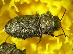 Anthaxia quadripunctata (Buprestidae)