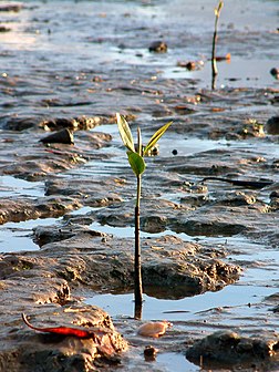 Avicennia marina, sur la plage de Cairns en Australie. (définition réelle 1 228 × 1 638*)