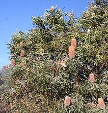 A large, dense, shrubby tree, about three metres high and wide