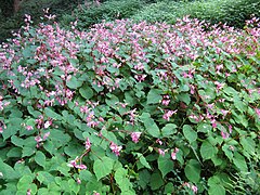 Begonia grandis subsp. grandis