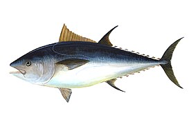 To casual examination tuna seem largely free of scales, but they are not.