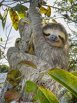 Un paresseux (Bradypus variegatus) au Panamá. (définition réelle 1 536 × 2 048*)