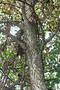 Celtis occidentalis.