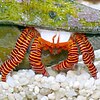 A Halloween hermit crab in a conus shell walks across an aquarium bottom