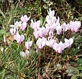 Cyclamen hederifolium