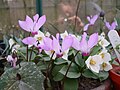 Cyclamen peloponnesiacum