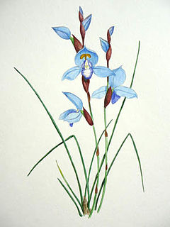 Description de l'image Disa graminifolia artwork.jpg.