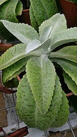 Kalanchoe gastonis-bonnieri