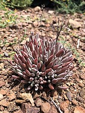 Dudleya attenuata