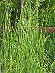 Gotlandsfräken Hybriden Equisetum × moorei Newman