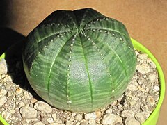 Euphorbia obesa