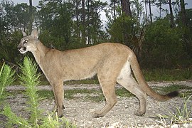 Puma (Puma Concolor)