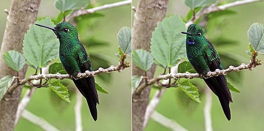 Composite showing effect of light reflection on the color of male H. j. henryi's gorget, Mount Totumas cloud forest, Panama