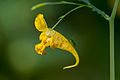 Flower closeup