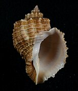 Habesolatia nodulifera