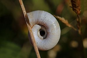 white form, umbilical side