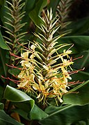 Hedychium gardnerianum