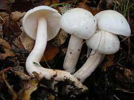 Hygrophorus eburneus