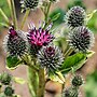 Miniatura para Arctium minus