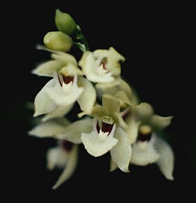 Koellensteinia carraoensis