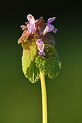 Lamium purpureum - Tutermaa