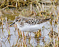 Calidris minutilla ili Erolia minutilla