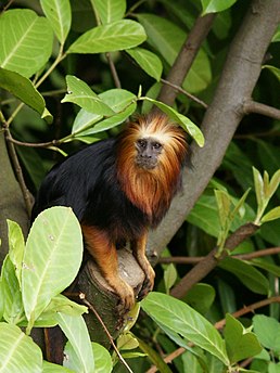 Leontopithecus chrysomelas[1]