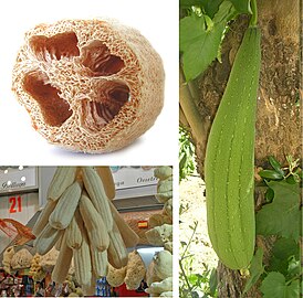 Luffa aegyptiaca.[17]​