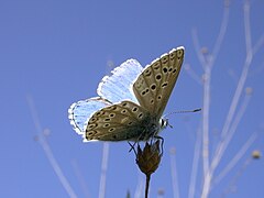 Lysandra bellargus (Espagne).