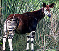 Un okapi.