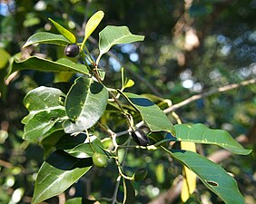 עלים ופרי O. paniculata