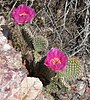 The starvation pricklypear (Opuntia polyacantha)