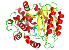 3D cartoon diagram of transpeptidase bound to penicillin G depicted as sticks