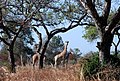 Image 18Giraffes in Waza National Park (from Tourism in Cameroon)