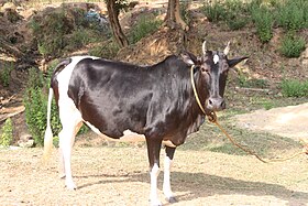 vache ponwar