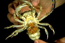 Ovigerous female Potamon fluviatile with the pleon held open to show the eggs held on the pleopods